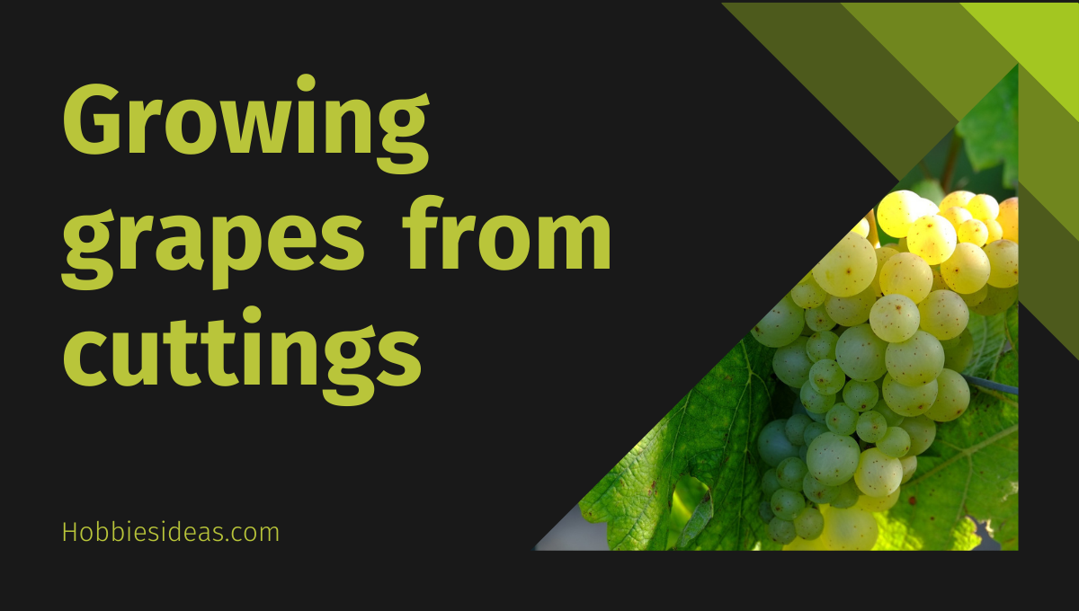 How To Grow Grapes from Cuttings