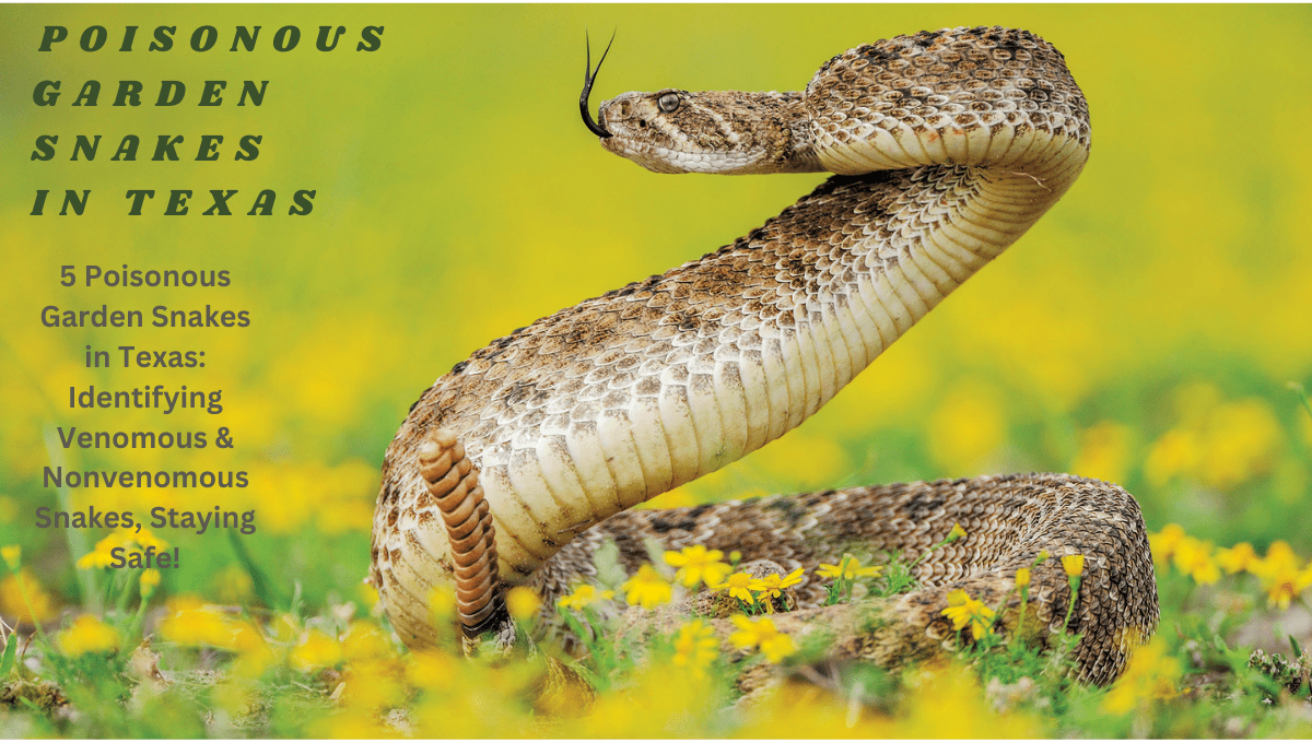 5 Poisonous Garden Snakes in Texas: Identifying Venomous & Nonvenomous Snakes, Staying Safe!