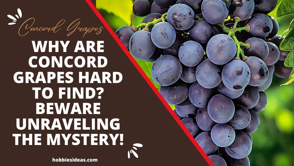 Why Are Concord Grapes Hard to Find? Beware Unraveling the Mystery!