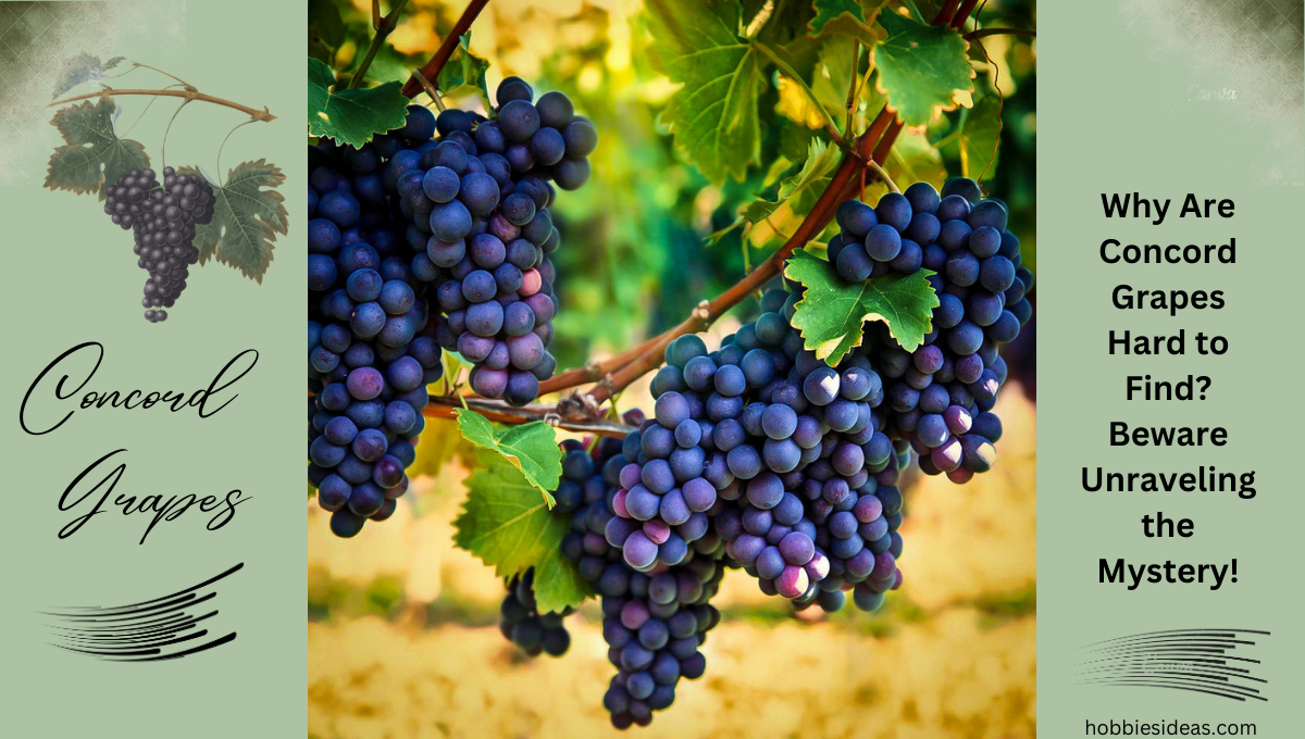 Why Are Concord Grapes Hard to Find? Beware Unraveling the Mystery!