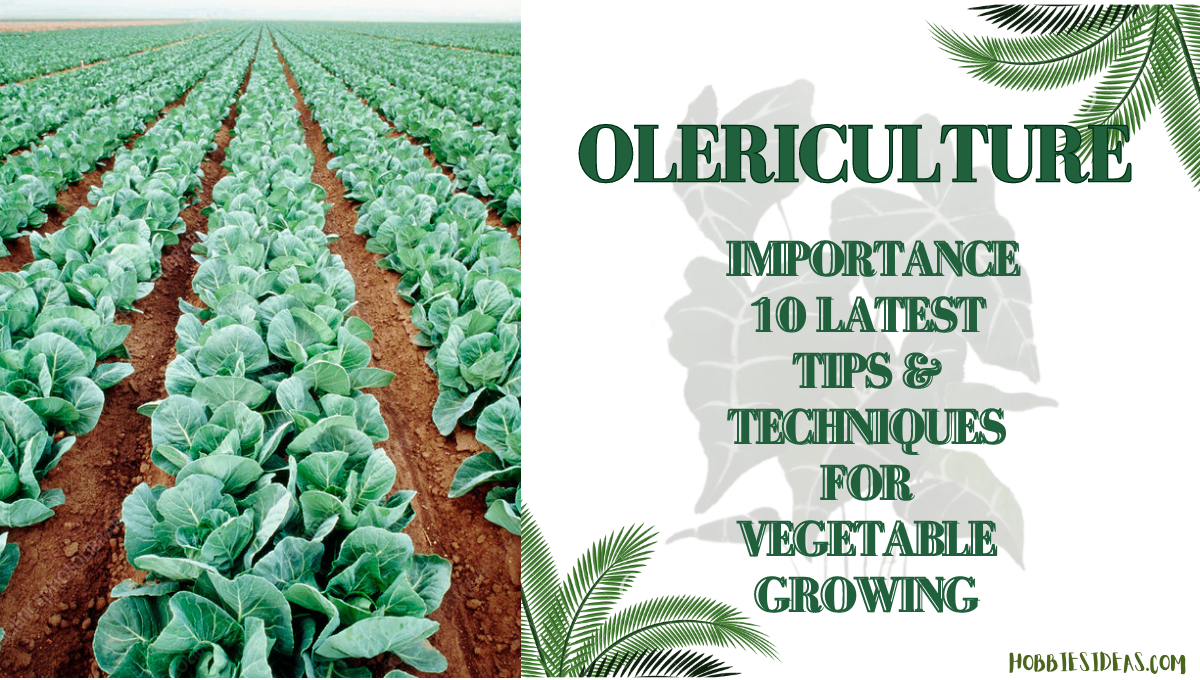 Olericulture: Importance 10 Latest Tips & Techniques for Vegetable Growing