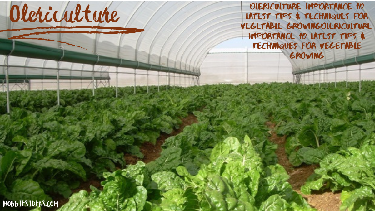 Olericulture: Importance 10 Latest Tips & Techniques for Vegetable Growing