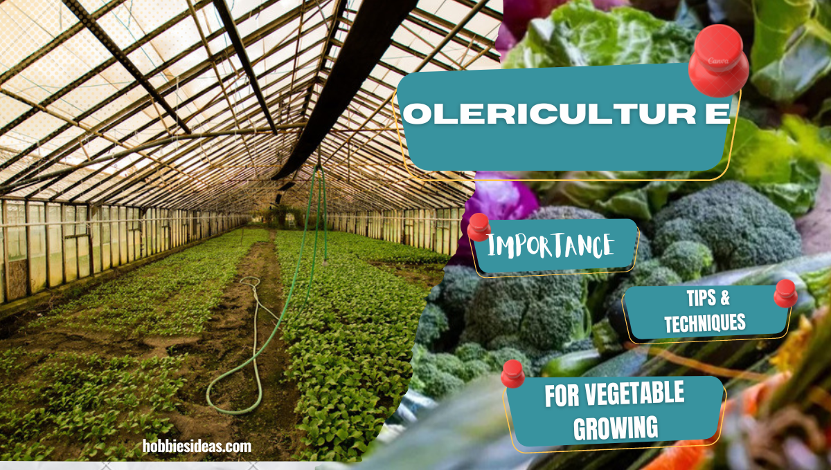 Olericulture: Importance 10 Latest Tips & Techniques for Vegetable Growing