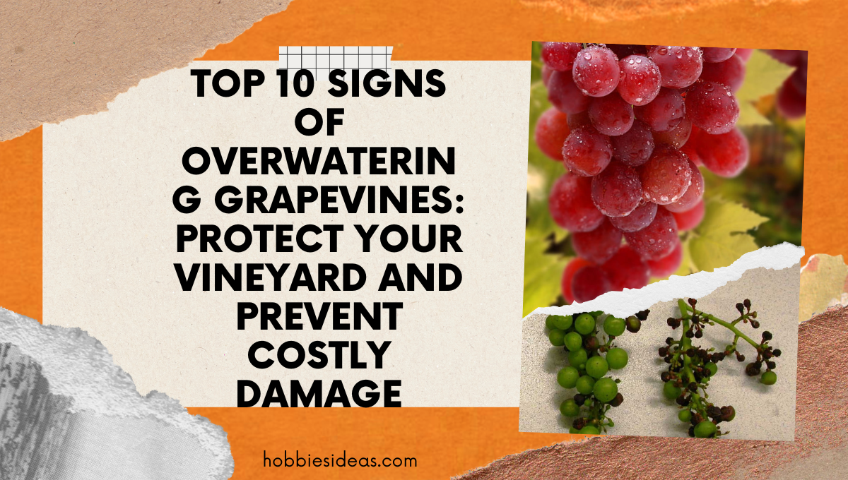 Top 10 Signs of Overwatering Grapevines: Protect Your Vineyard and Prevent Costly Damage