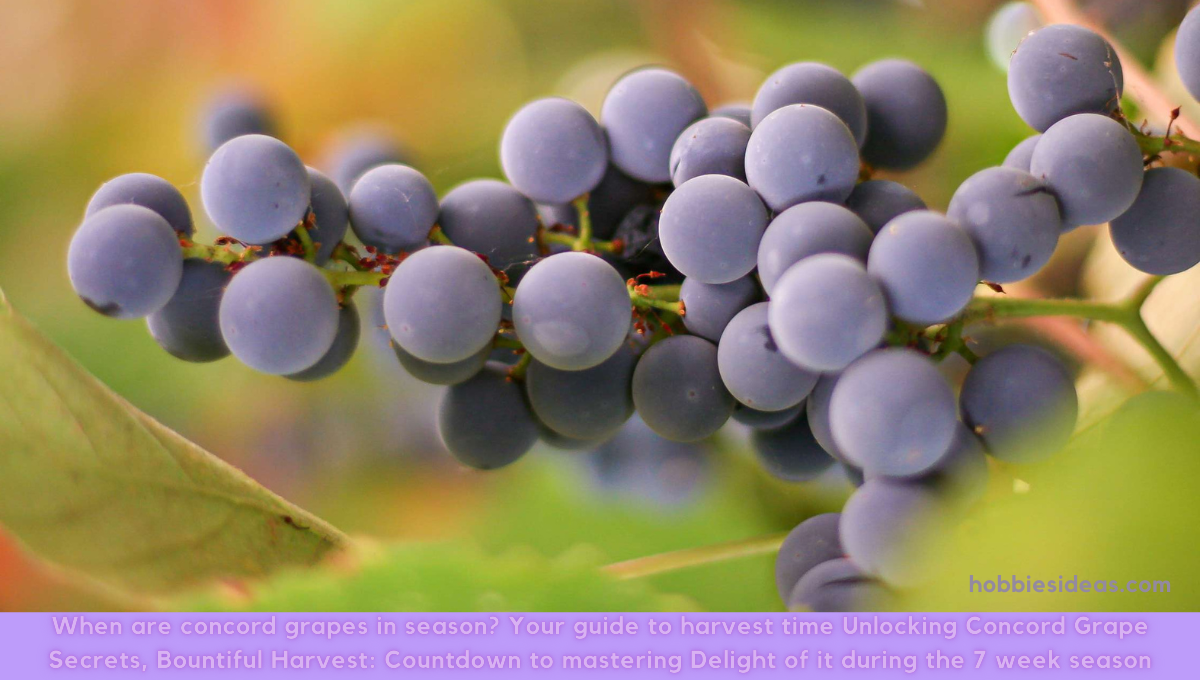 When are concord grapes in season? Your guide to harvest time Unlocking Concord Grape Secrets, Bountiful Harvest: Countdown to mastering Delight of it during the 7 week season