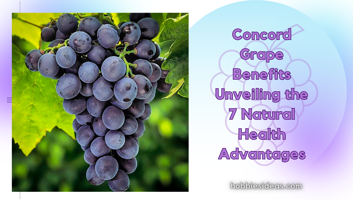 Concord Grape Benefits: Unveiling the 7 Natural Health Advantages