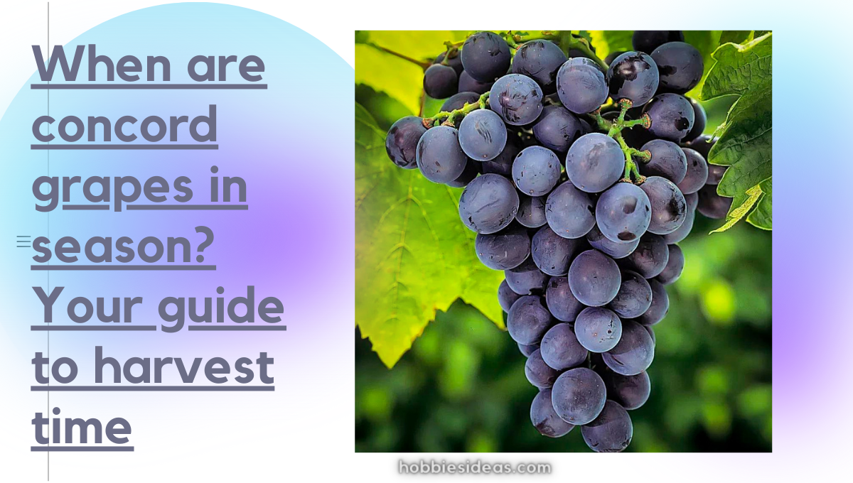 When are concord grapes in season? Your guide to harvest time Unlocking Concord Grape Secrets, Bountiful Harvest: Countdown to mastering Delight of it during the 7 week season