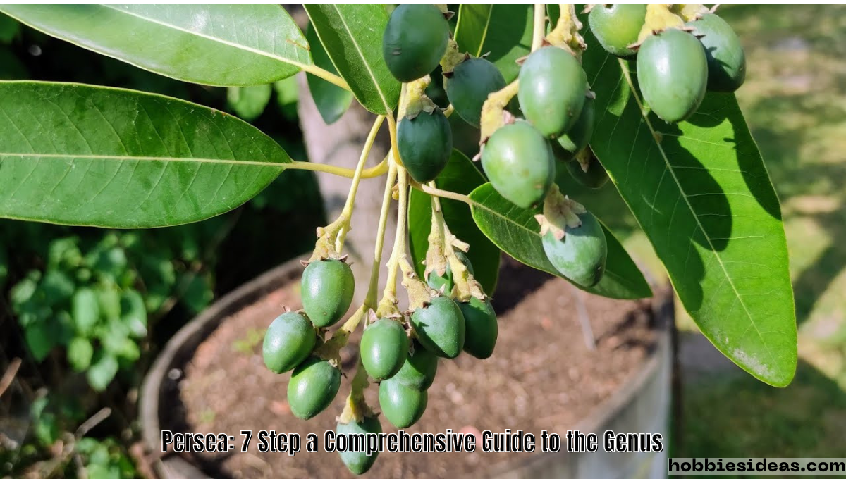 Persea: 7 Step a Comprehensive Guide to the Genus