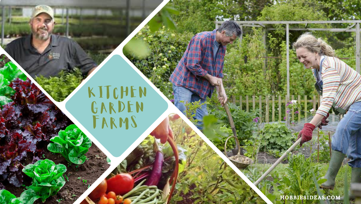 Kitchen Garden Farms: A Flavorful Harvest From Farm to Flavor: Elevate Your Cooking with Culinary Magic, Discover Fresh Sriracha Sauce and more.