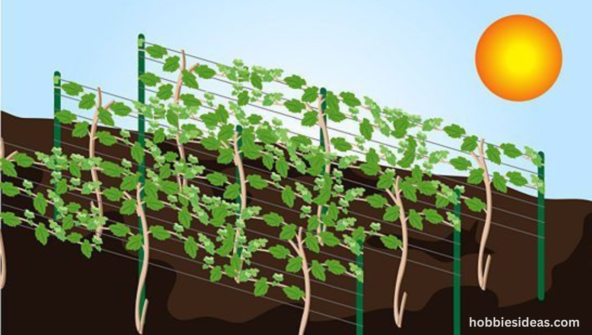 How To Grow Grapes from Cuttings: 10 Easy & Simple Guides for Beginners.