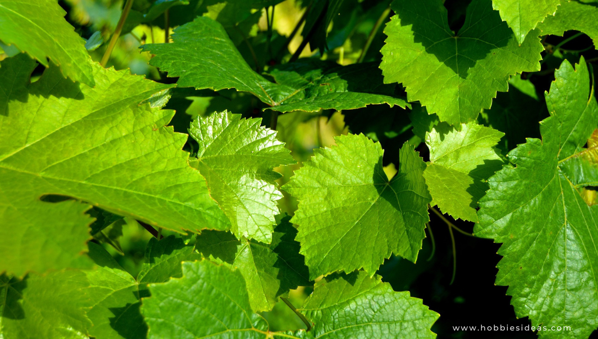 Concord Grapes: 5 Best Way to Grow