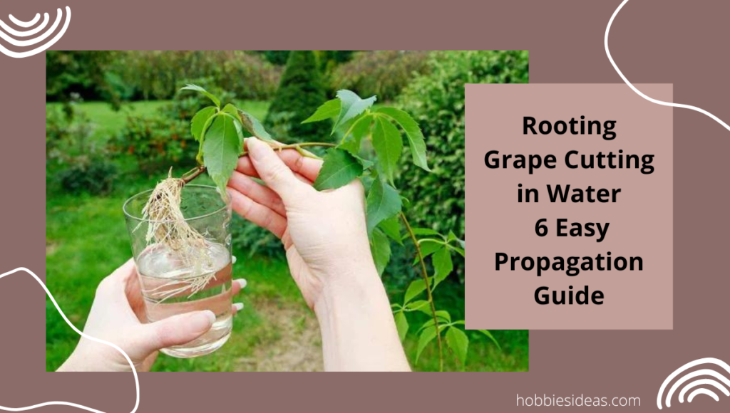 Rooting Grape Cutting in Water: 6 Easy Propagation Guide - Hobbiesideas