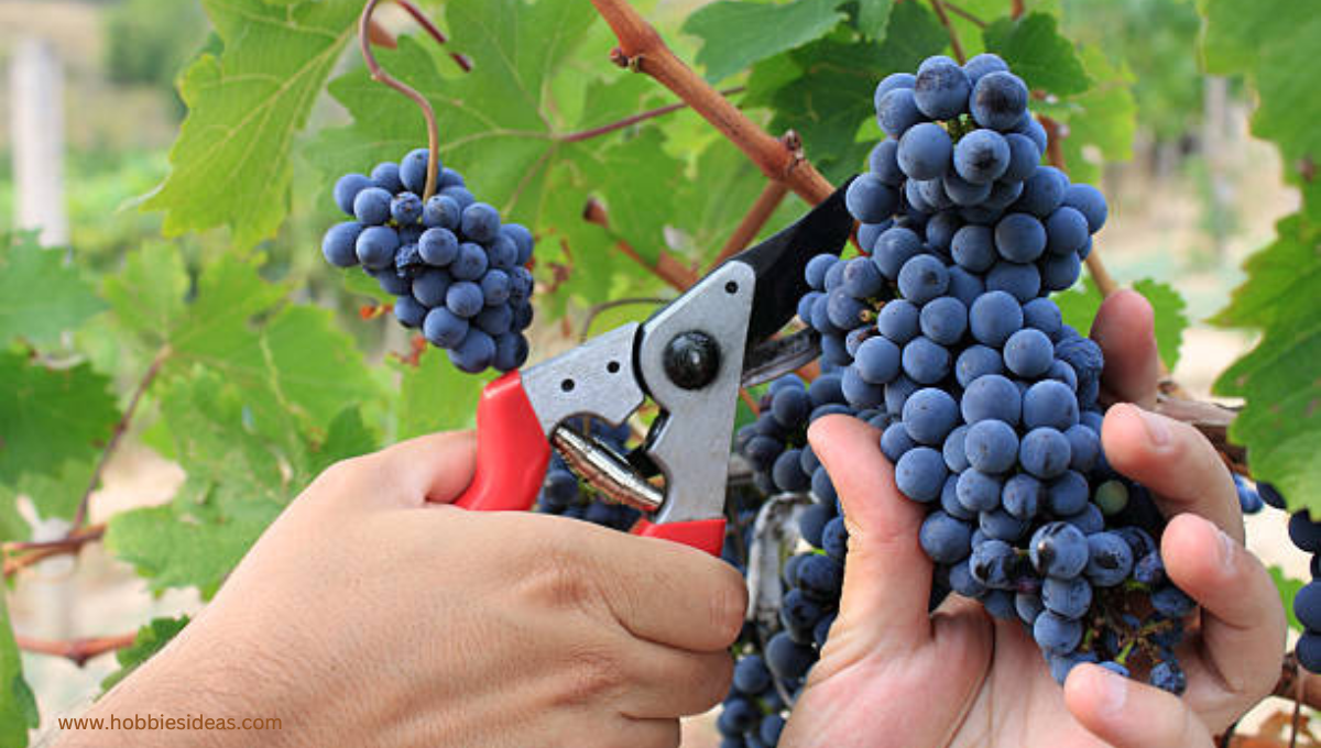 Concord Grapes: 5 Best Way to Grow
