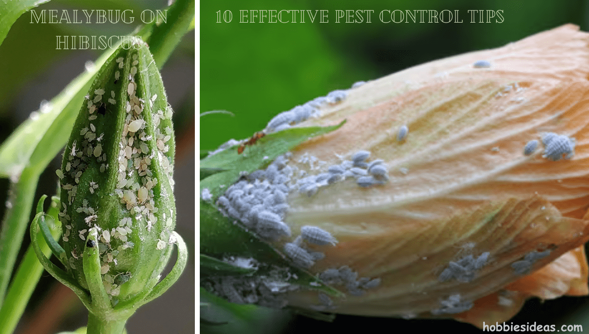 Mealybug on Hibiscus: 10 Effective Pest Control Tips