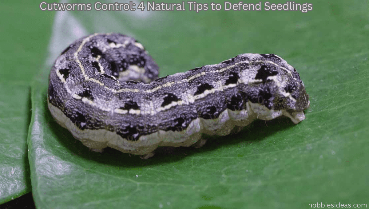 Cutworms Control: 4 Natural Tips to Defend Seedlings