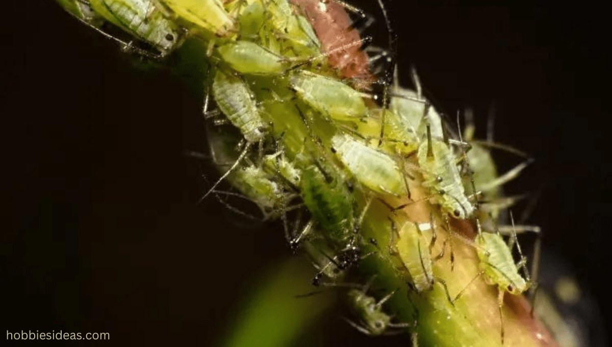 Aphids on Basil: 20 Effective Solutions to Eliminate These Pests