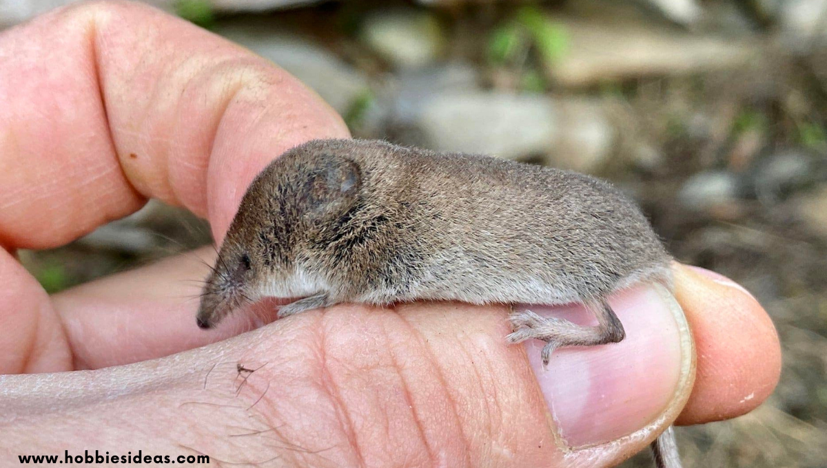 What Does a Shrew Eat? 11 Surprising Foods for Tiny Wildlife - Hobbiesideas