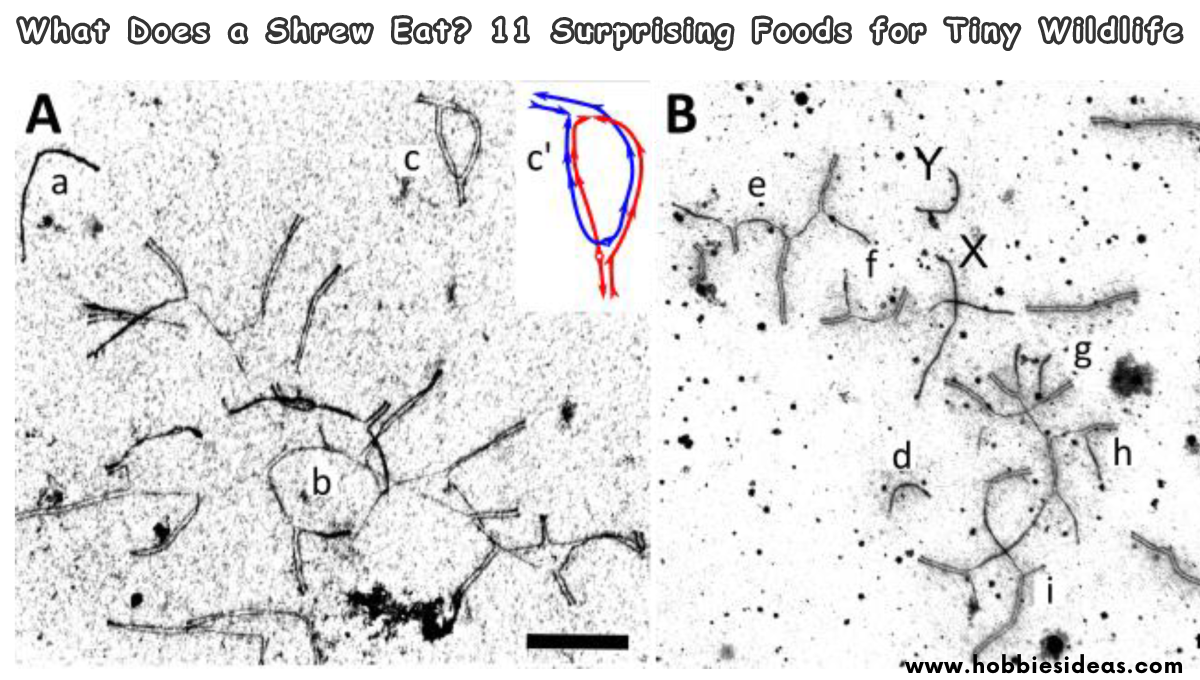 What Does a Shrew Eat? 11 Surprising Foods for Tiny Wildlife - Hobbiesideas