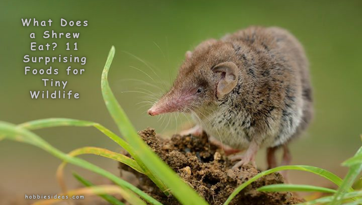 What Does a Shrew Eat? 11 Surprising Foods for Tiny Wildlife - Hobbiesideas