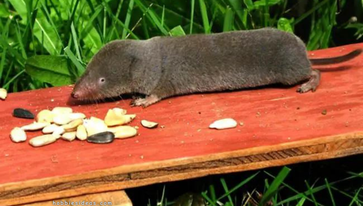 What Does a Shrew Eat? 11 Surprising Foods for Tiny Wildlife - Hobbiesideas